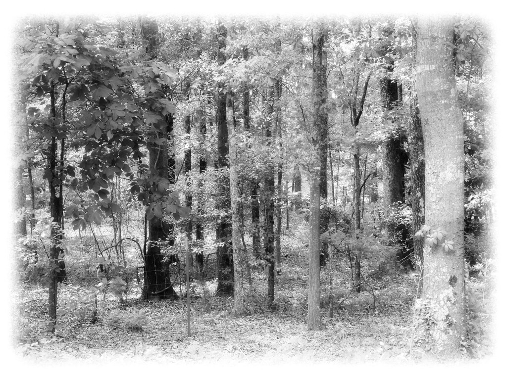 Warm woods... by marlboromaam