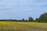 13th May 2024 - Fields of yellow [Travel day filler] 