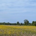 Fields of yellow [Travel day filler] 