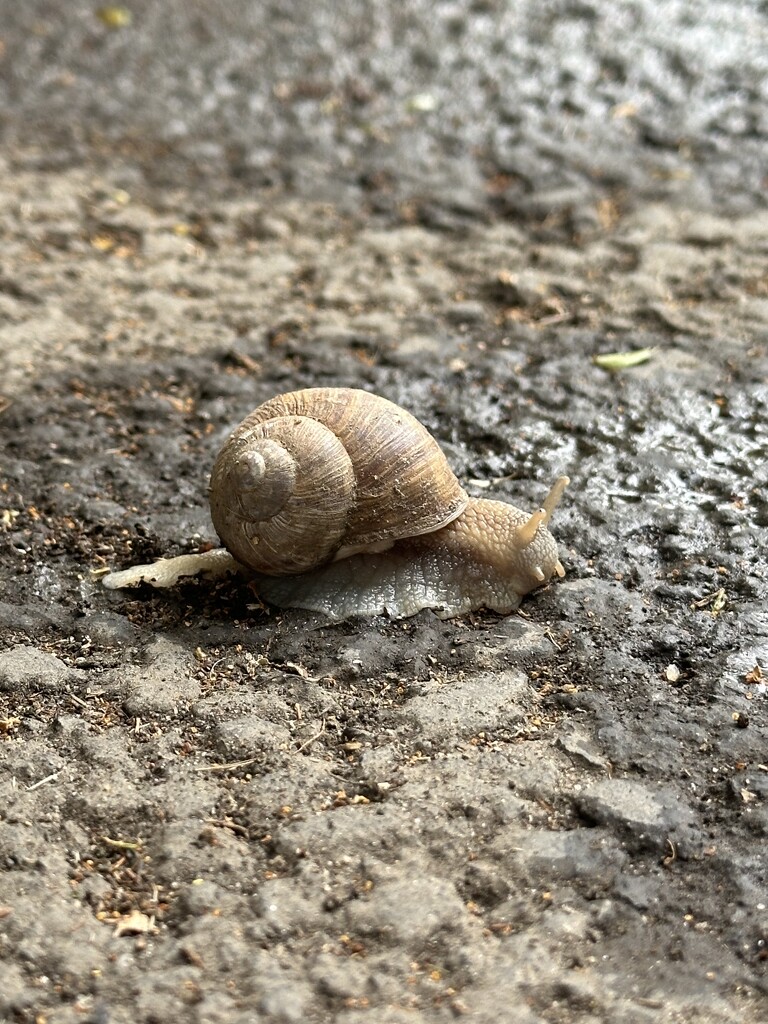 Snail by selenaiacob