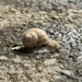Snail by selenaiacob