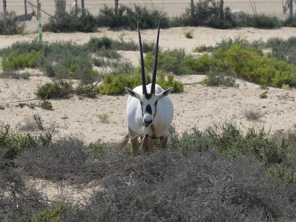 Arabian Oryx by cmp