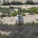 Arabian Oryx by cmp