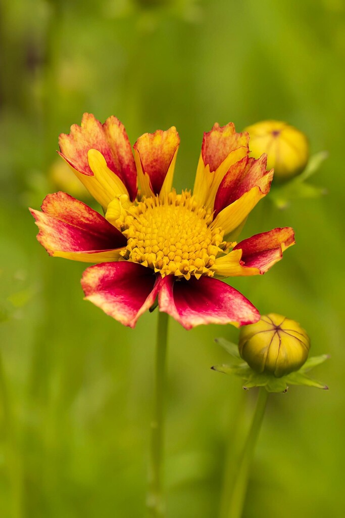 Coreopsis by k9photo