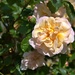 peach rose by ollyfran