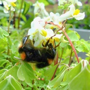 22nd May 2024 - big bee