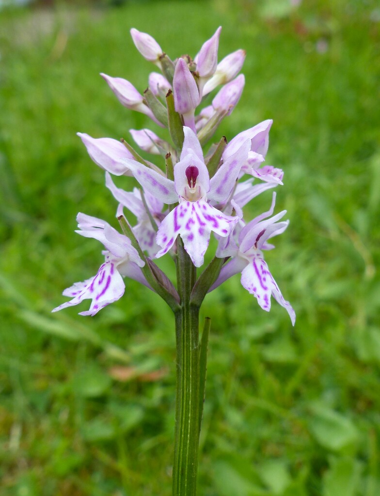 A Common Spotted Orchid  by jokristina