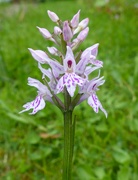 23rd May 2024 - A Common Spotted Orchid 