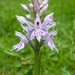A Common Spotted Orchid 