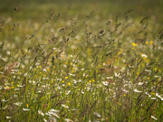 22nd May 2024 - Blowing in the wind