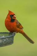 14th May 2024 - Male Cardinal