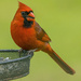 Male Cardinal by skipt07
