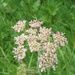 Hogweed by 365projectorgjoworboys