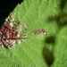 Blackberry Juice on Leaf by sfeldphotos