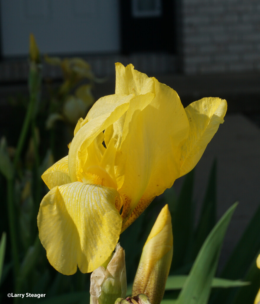 Yellow Iris by larrysphotos