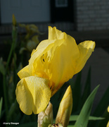 23rd May 2024 - Yellow Iris