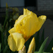 Yellow Iris by larrysphotos