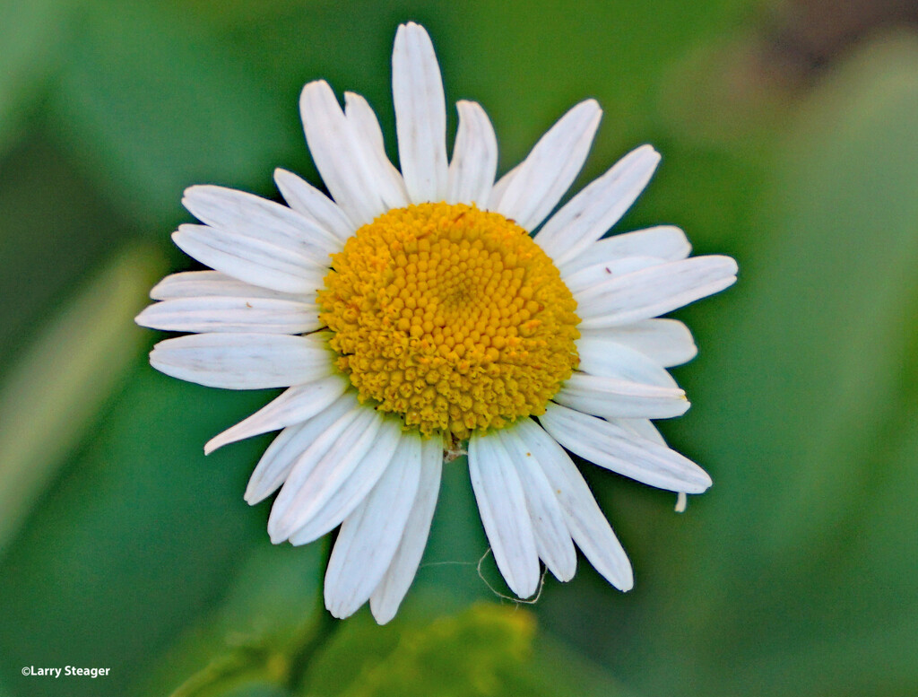 Daisy by larrysphotos