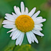 Daisy by larrysphotos
