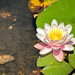 Lily pond by shutterbug49