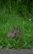 23rd May 2024 - Another bunny