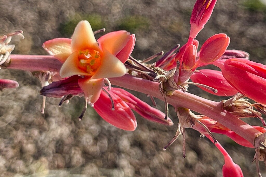 5 22 Red Yucca bloom by sandlily