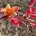 5 22 Red Yucca bloom