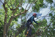 22nd May 2024 - Daring Tree Trimmer