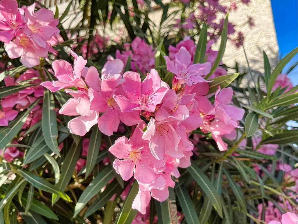 5 22 Pink Oleander by sandlily