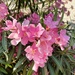 5 22 Pink Oleander