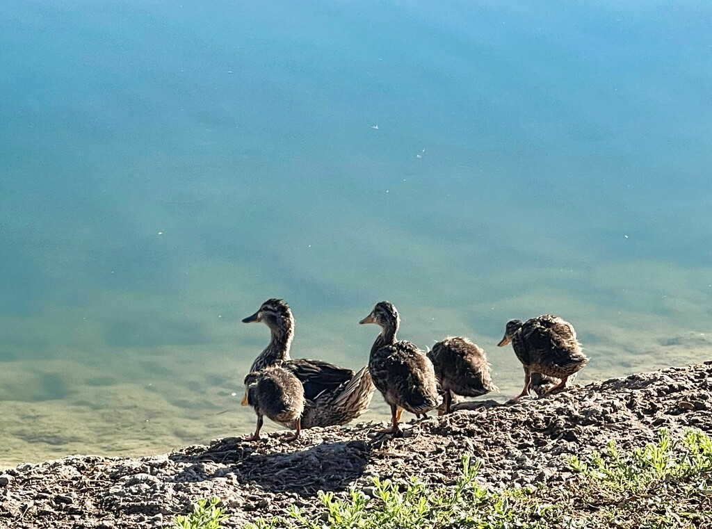5 22 Mother and Ducklings by sandlily