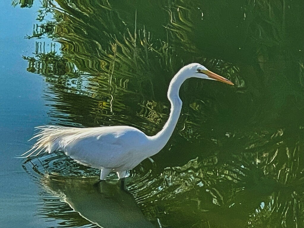 5 22 Great Egret by sandlily