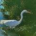 5 22 Great Egret