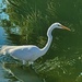 5 22 Great Egret by sandlily