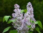 22nd May 2024 - Old Fashioned Lilac