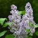 Old Fashioned Lilac
