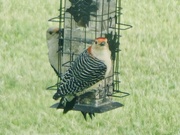 23rd May 2024 - Red-bellied woodpeckers