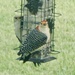 Red-bellied woodpeckers
