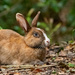 Cute Bunny Rabbit! by rickster549