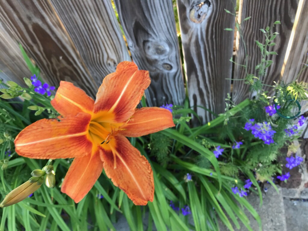 The First of the Day Lilies by allie912