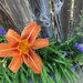 The First of the Day Lilies
