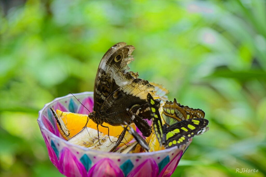 Butterfly World 1 by horter