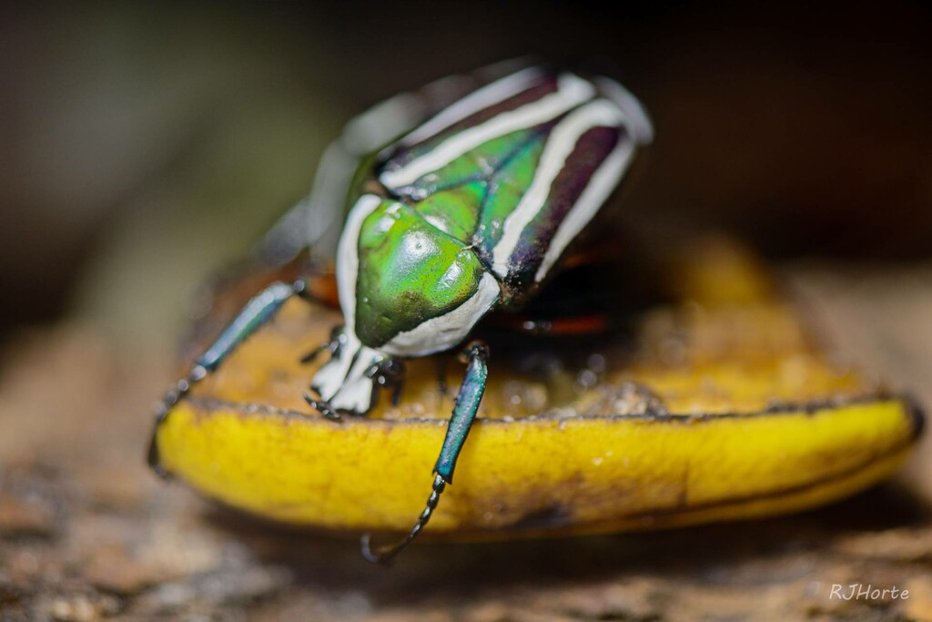 Butterfly World 2 by horter