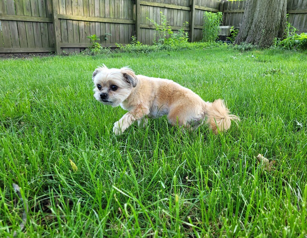She hates walking in grass. by scoobylou