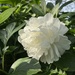 Peony 