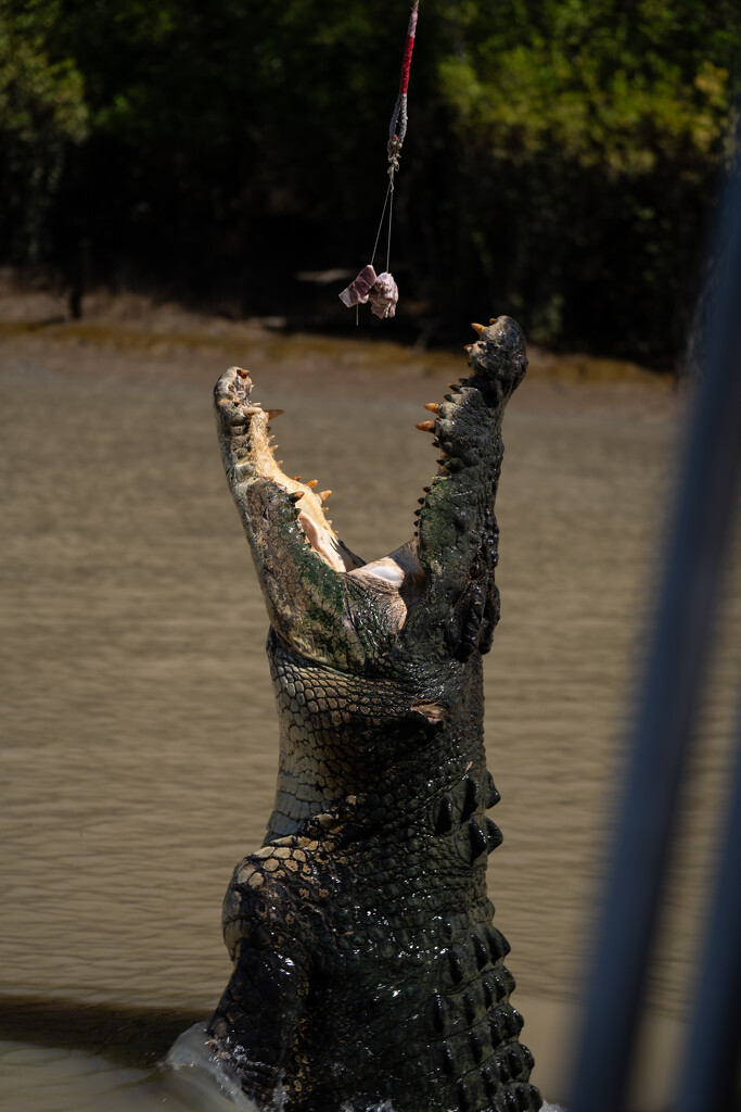 Croc jumping tour by sugarmuser