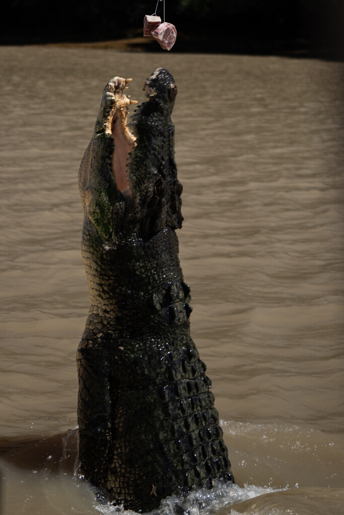 crocodile rock by sugarmuser
