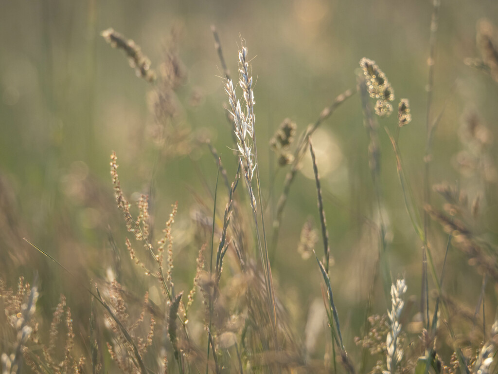 Meadow in the golden hour by haskar