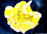 24th May 2024 - Rose (painting)