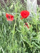 22nd May 2024 - Vibrant poppies